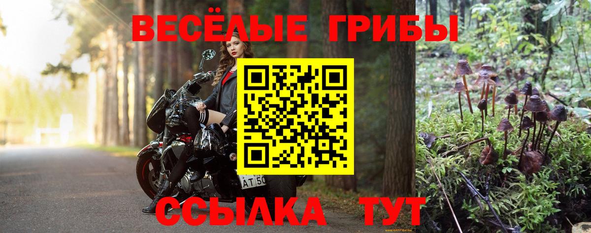 Галлюциногенные грибы Psilocybe Белорецк